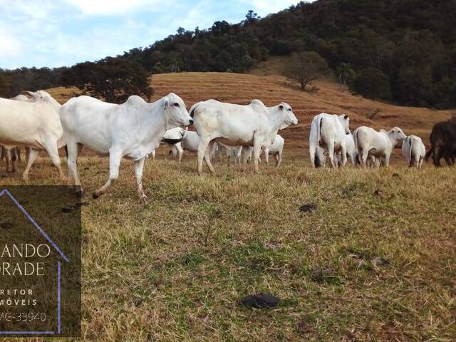 #2715 - Fazenda para Venda em Cachoeira de Minas - MG - 1