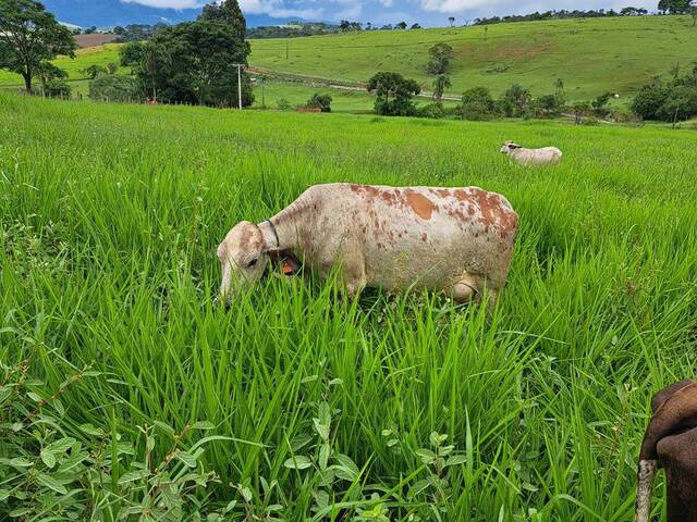 #3127 - Sítio para Venda em Careaçu - MG - 1