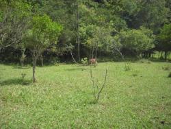 Área para Venda em Pouso Alegre - 3